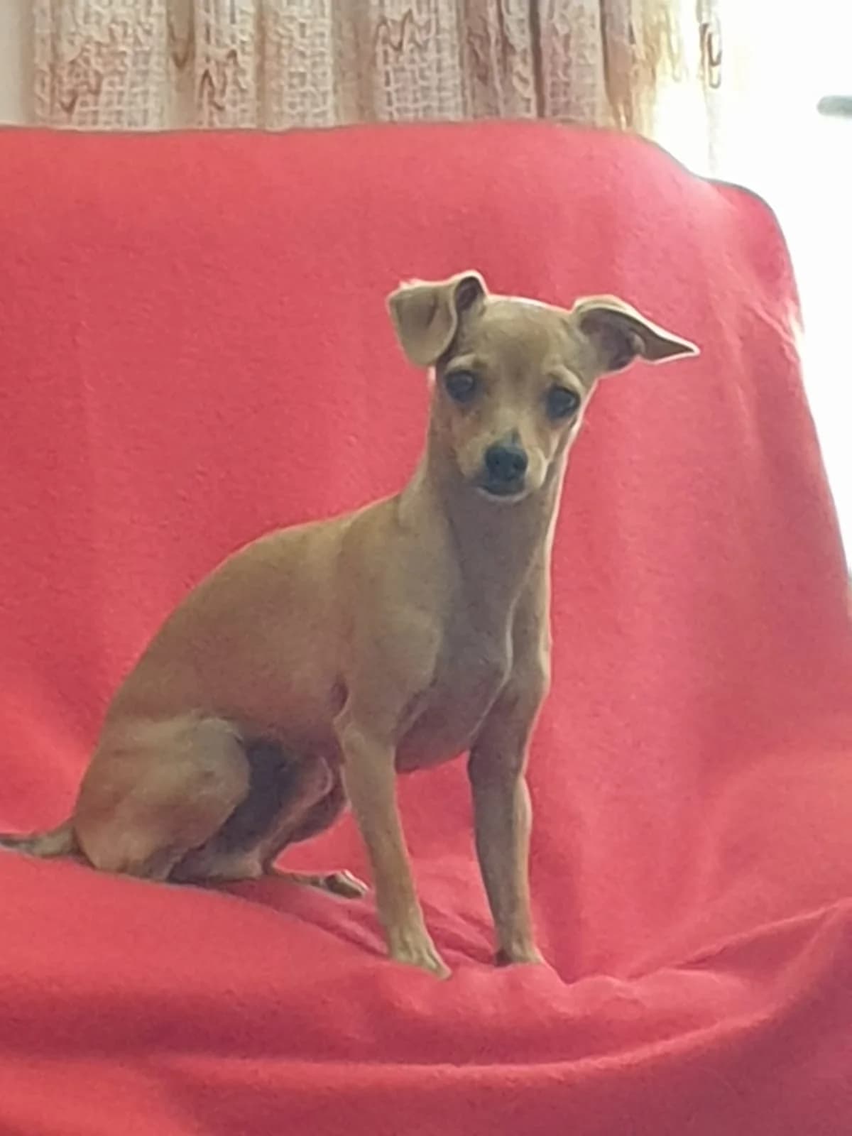 PARA ADOPTAR, female Mixed Breed for adoption at Protectora Lydia Argilés