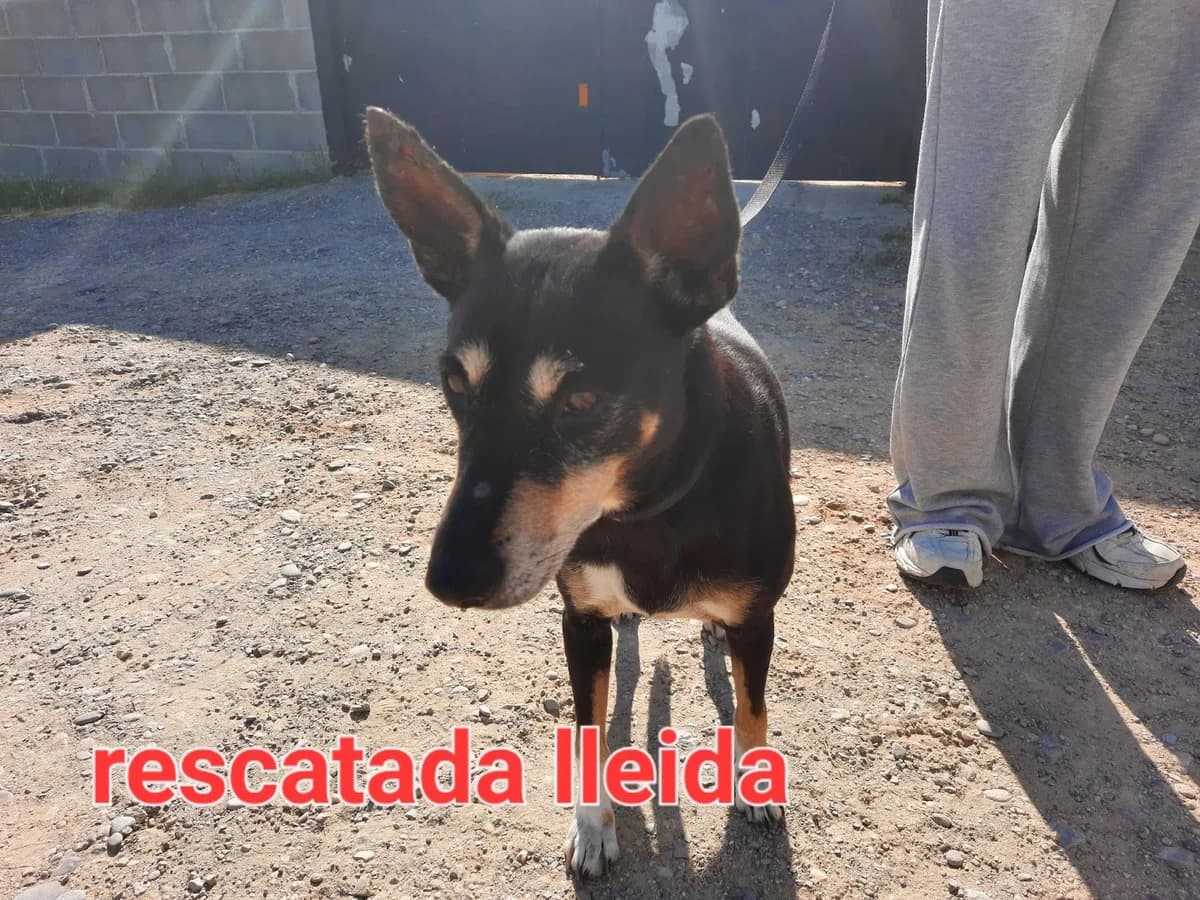 RESCATADA LLEIDA, female Mixed Breed for adoption at Protectora Lydia Argilés