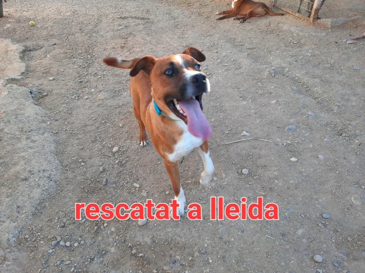 RESCATADOS ESTE SABADO EN LLEIDA, female Akita for adoption at Protectora Lydia Argilés