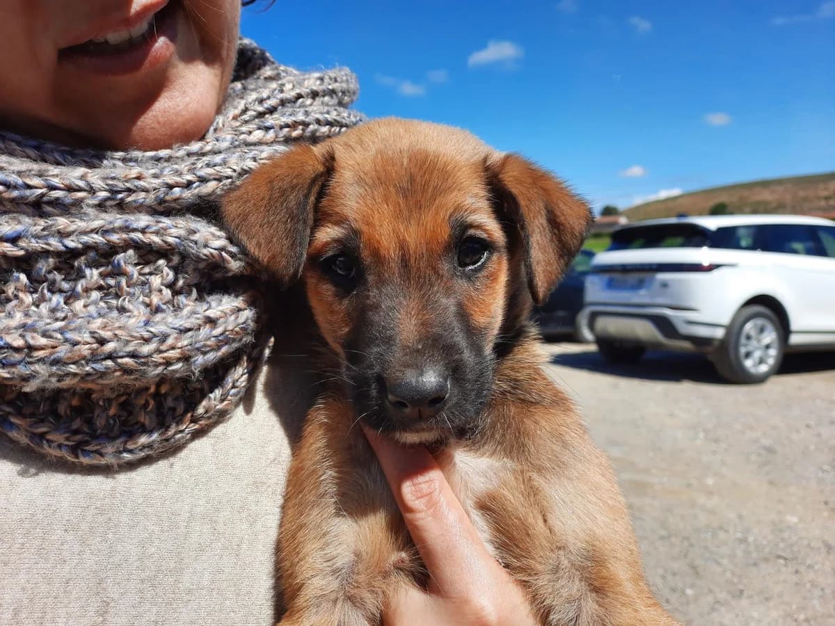 DOS ABANDONOS MAS SIN AUXILIO, female Mixed Breed for adoption at Protectora Lydia Argilés