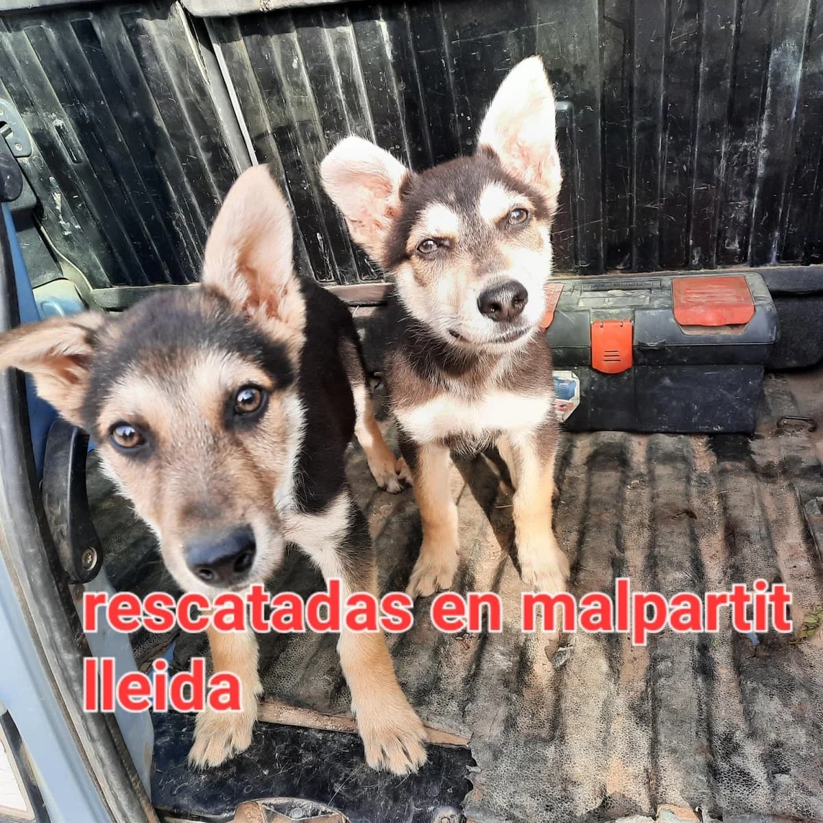 ENCONTRADAS EN MALPARTIT LLEIDA, Mixed Breed for adoption at Protectora Lydia Argilés