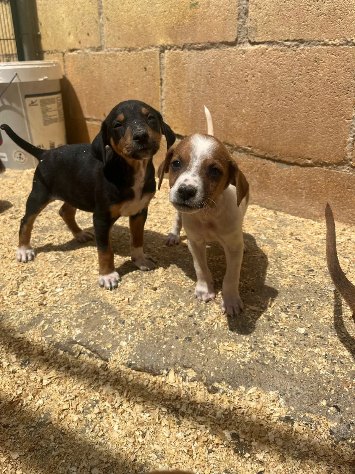 NUESTROS BEBES, Mixed Breed for adoption at Protectora Lydia Argilés