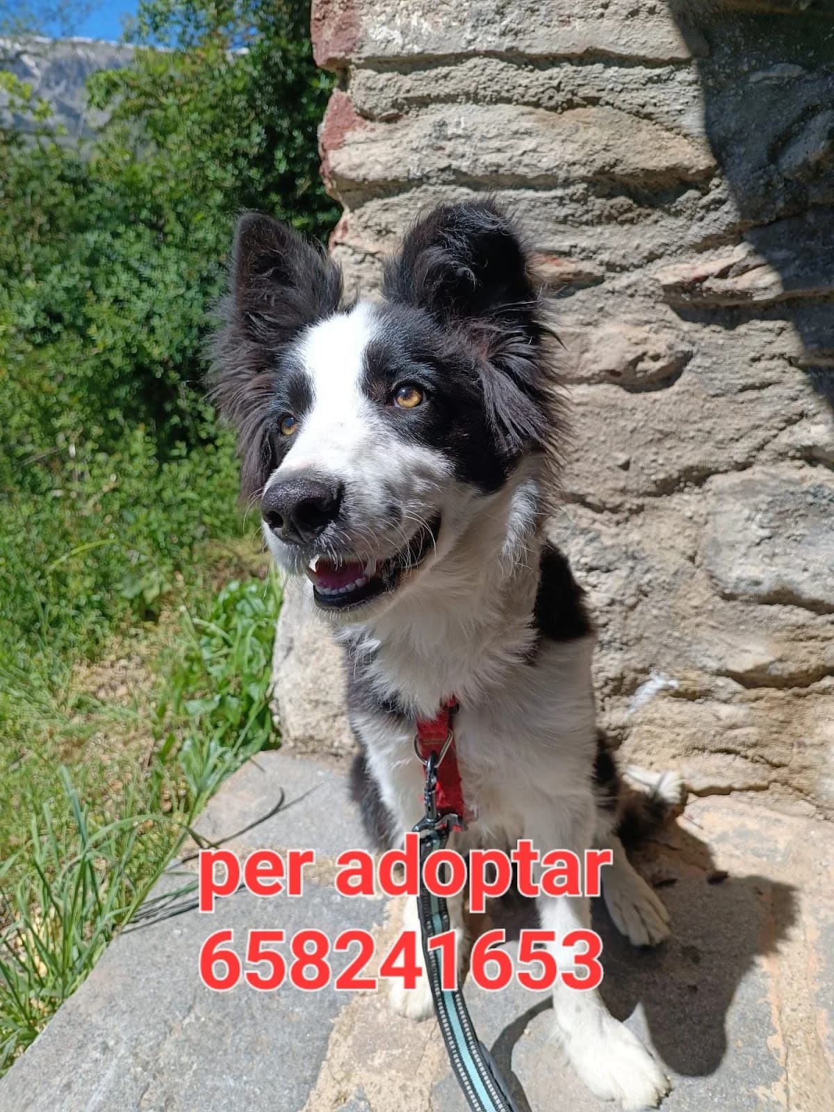 , SOLO TIENE 5 MESES, puppy Collie for adoption at Protectora Lydia Argilés