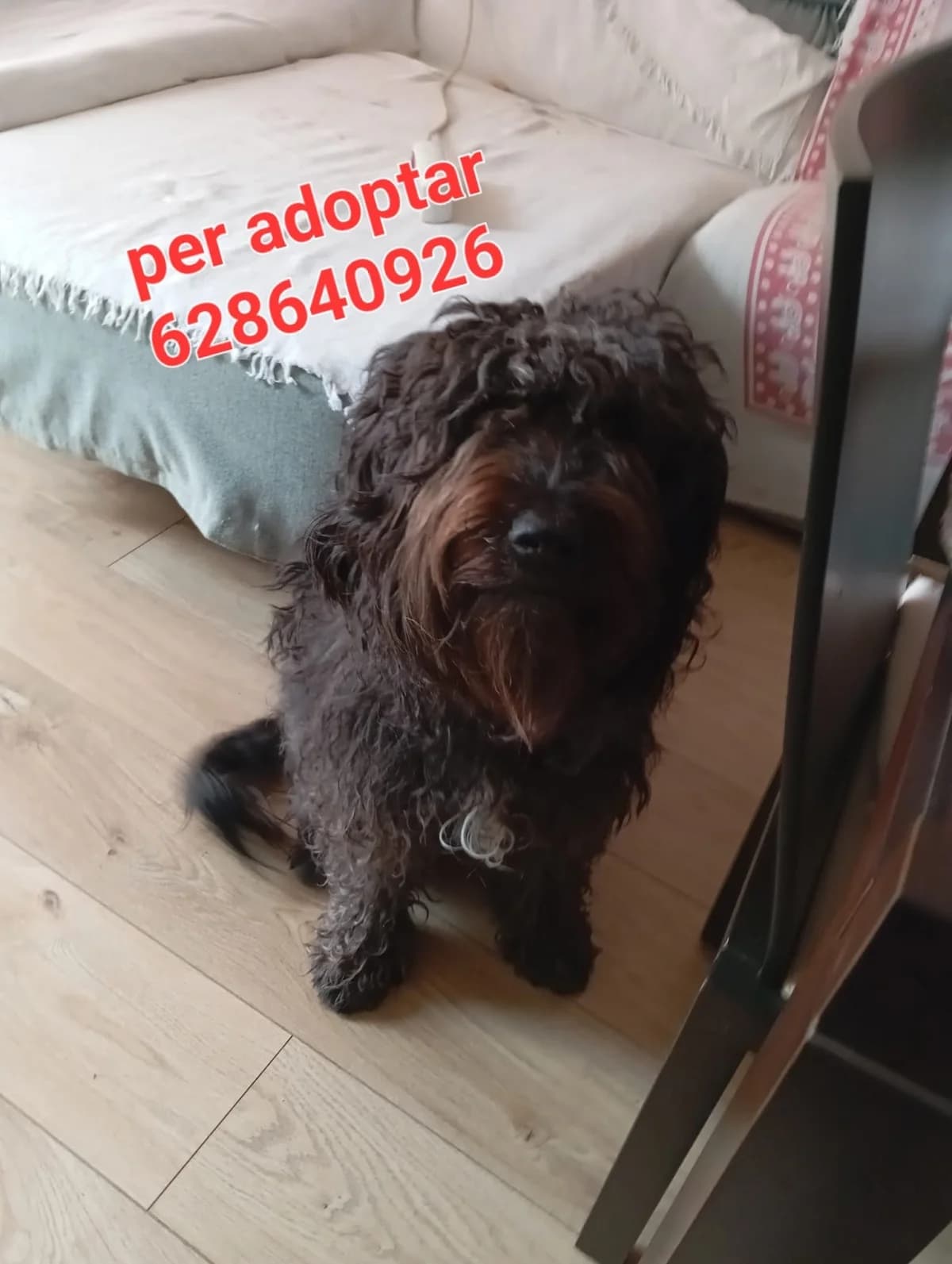 PARA ADOPTAR, female 5yo Mixed Breed for adoption at Protectora Lydia Argilés