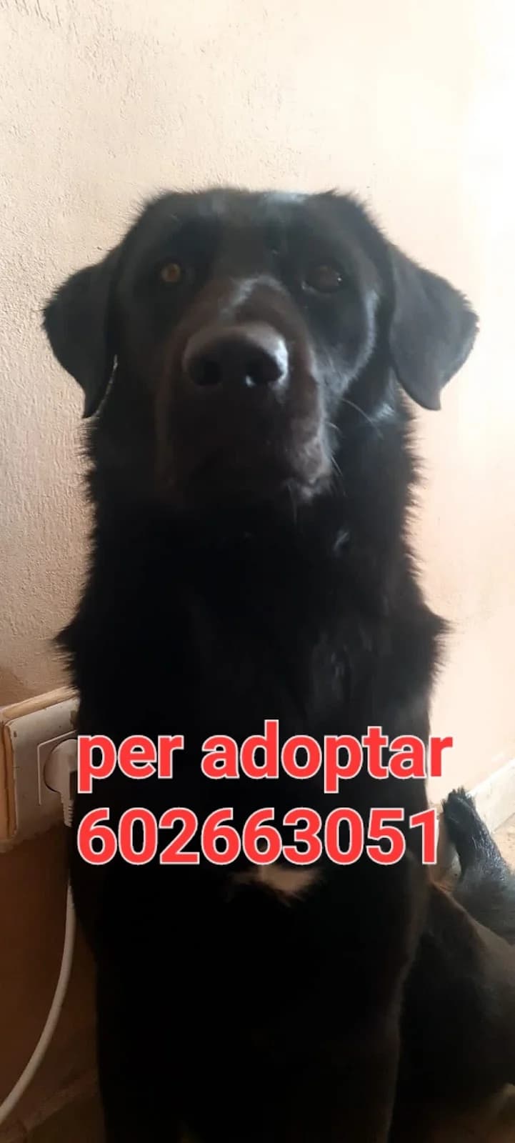 POBRECITA LA KORA, 5yo Mixed Breed for adoption at Protectora Lydia Argilés