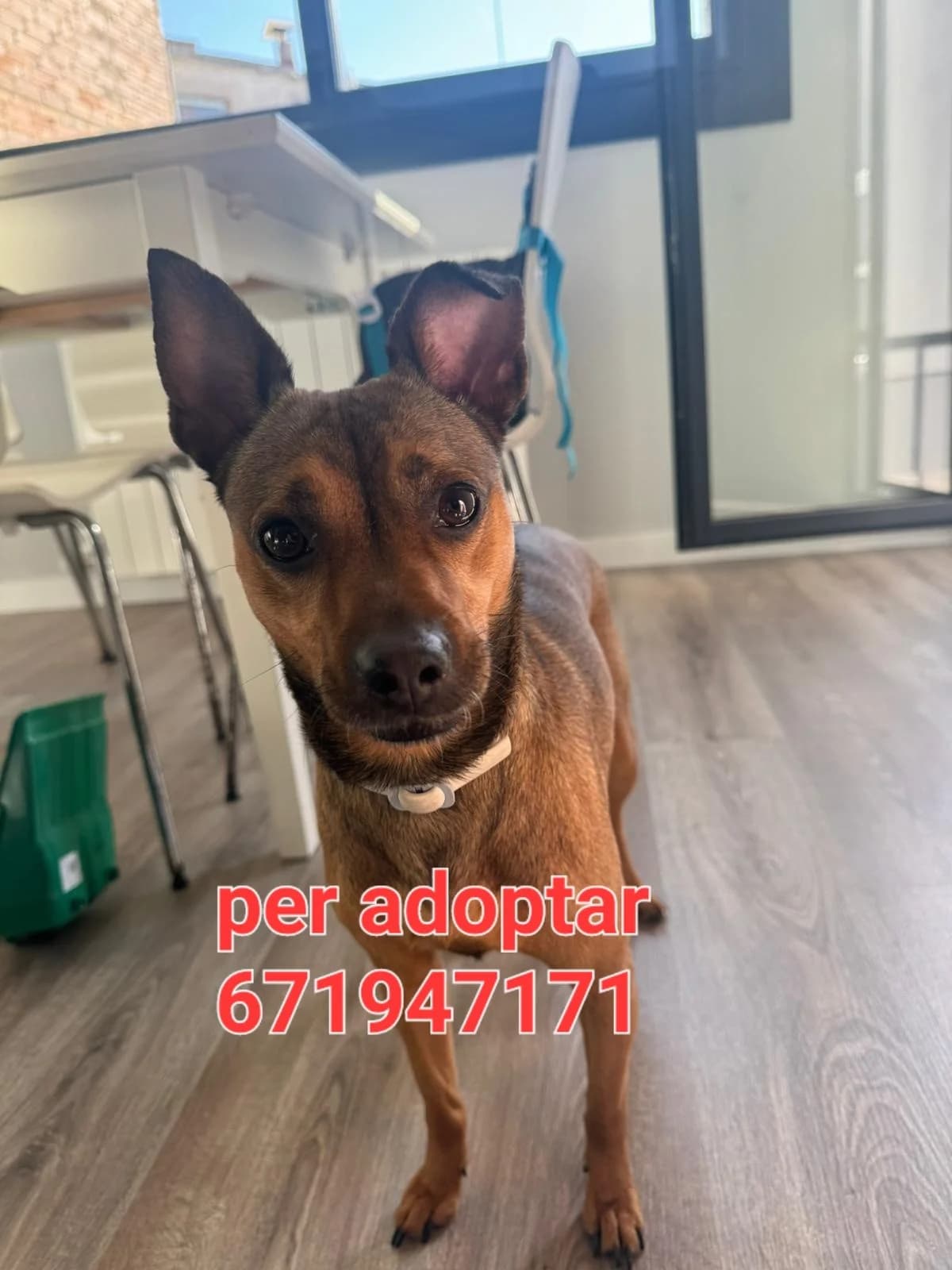 URGE UN HOGAR, female Mixed Breed for adoption at Protectora Lydia Argilés