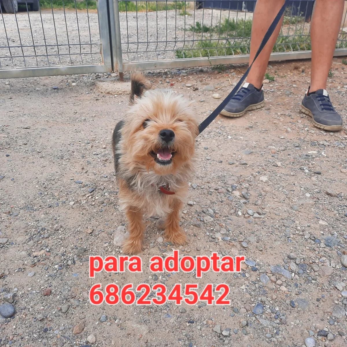 MAYKA, ESTA YORSHAIRE TOY, 4yo Mixed Breed for adoption at Protectora Lydia Argilés