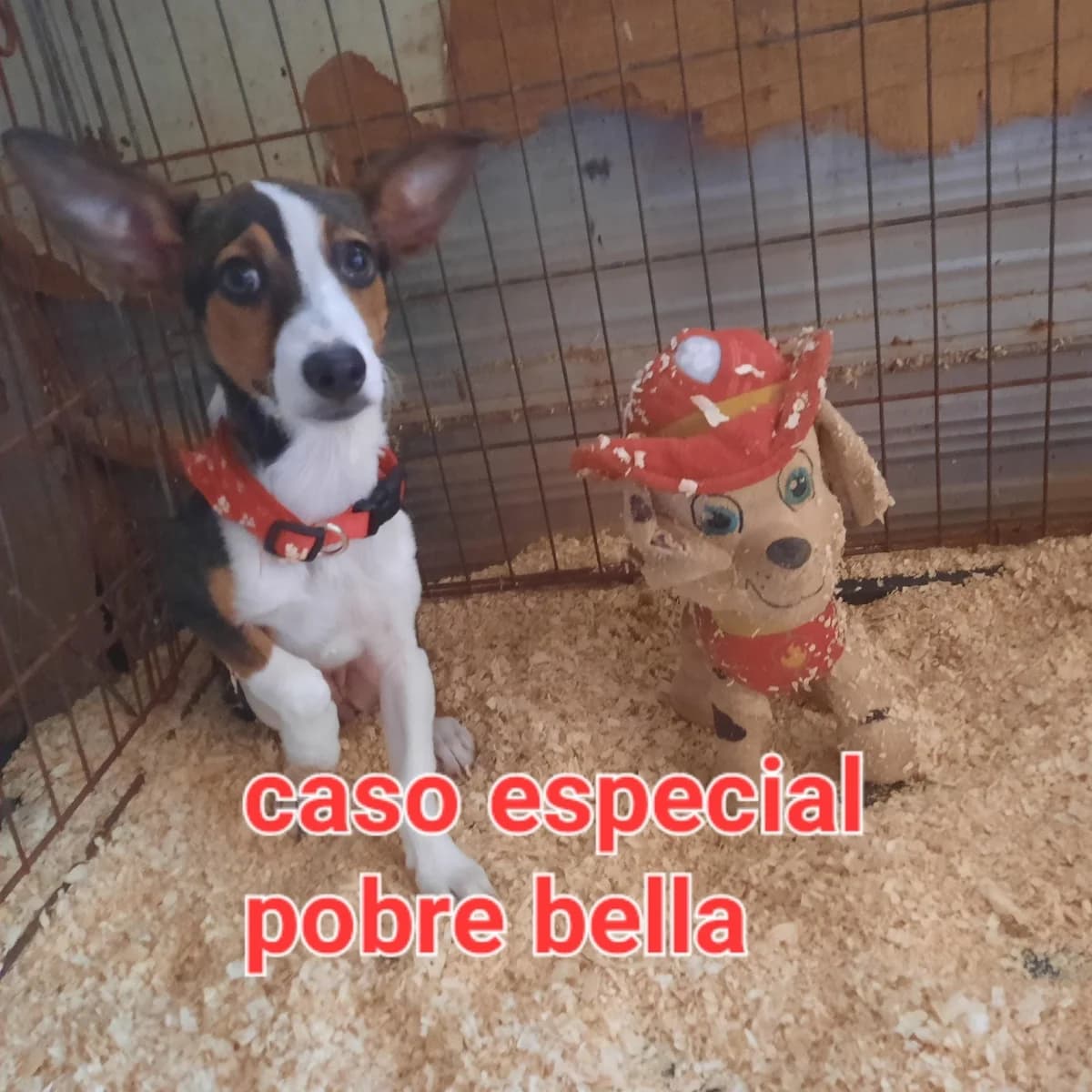 POBRECITA, puppy Mixed Breed for adoption at Protectora Lydia Argilés