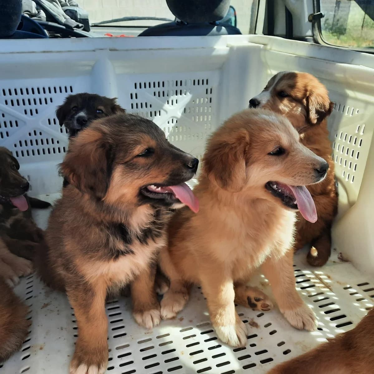 Y MAS ABANDONOS, puppy Mixed Breed for adoption at Protectora Lydia Argilés