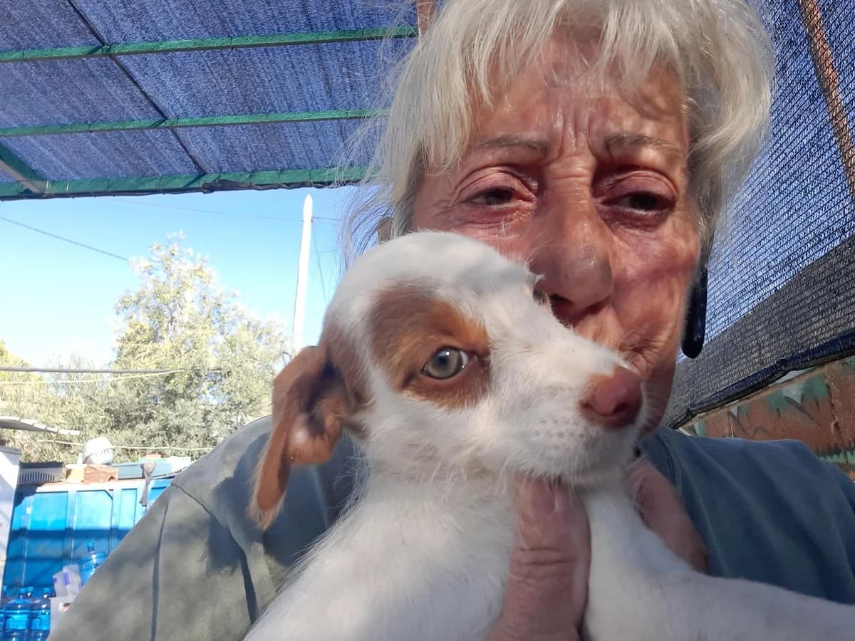 EN BUSCA DE HOGARES, puppy Mixed Breed for adoption at Protectora Lydia Argilés