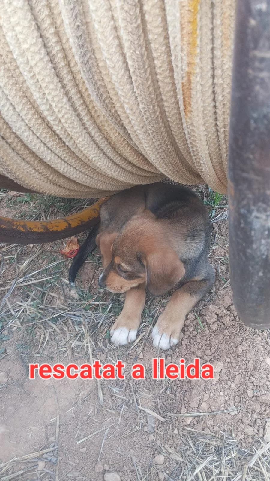 OTRO CACHORRITO ABANDONADO, puppy Mixed Breed for adoption at Protectora Lydia Argilés