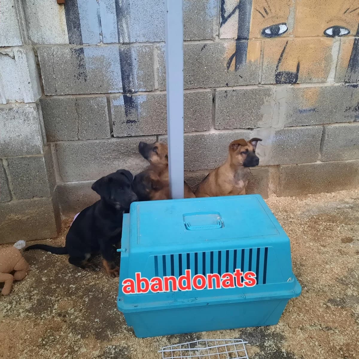 ABANDONADOS 4 CACHORROS POR LA CARRETERA, Mixed Breed for adoption at Protectora Lydia Argilés
