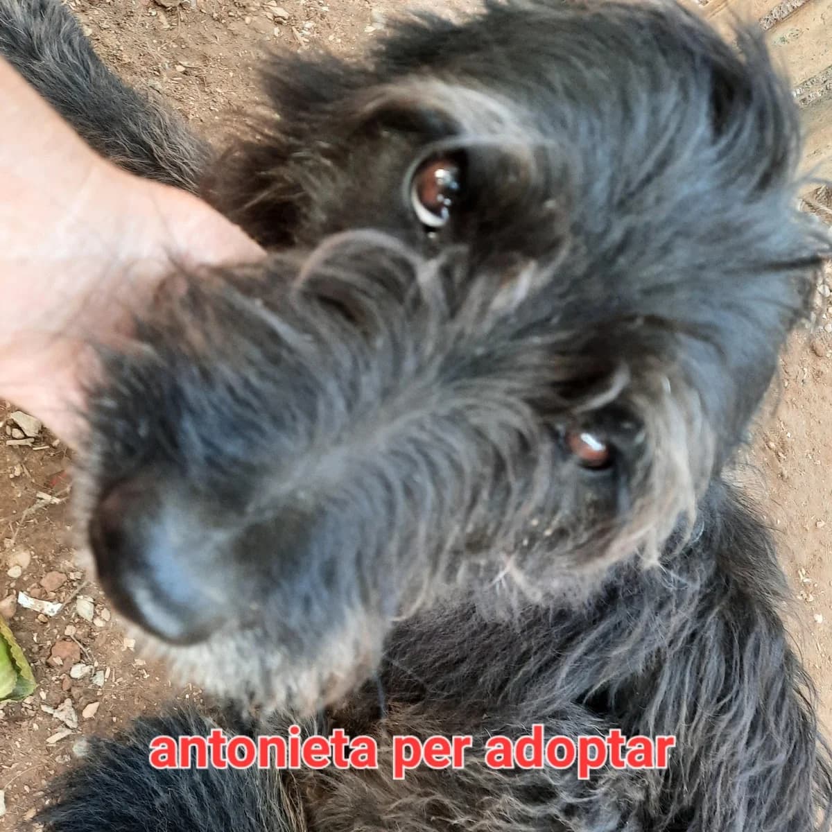 ANTONIETA, female young Mixed Breed for adoption at Protectora Lydia Argilés