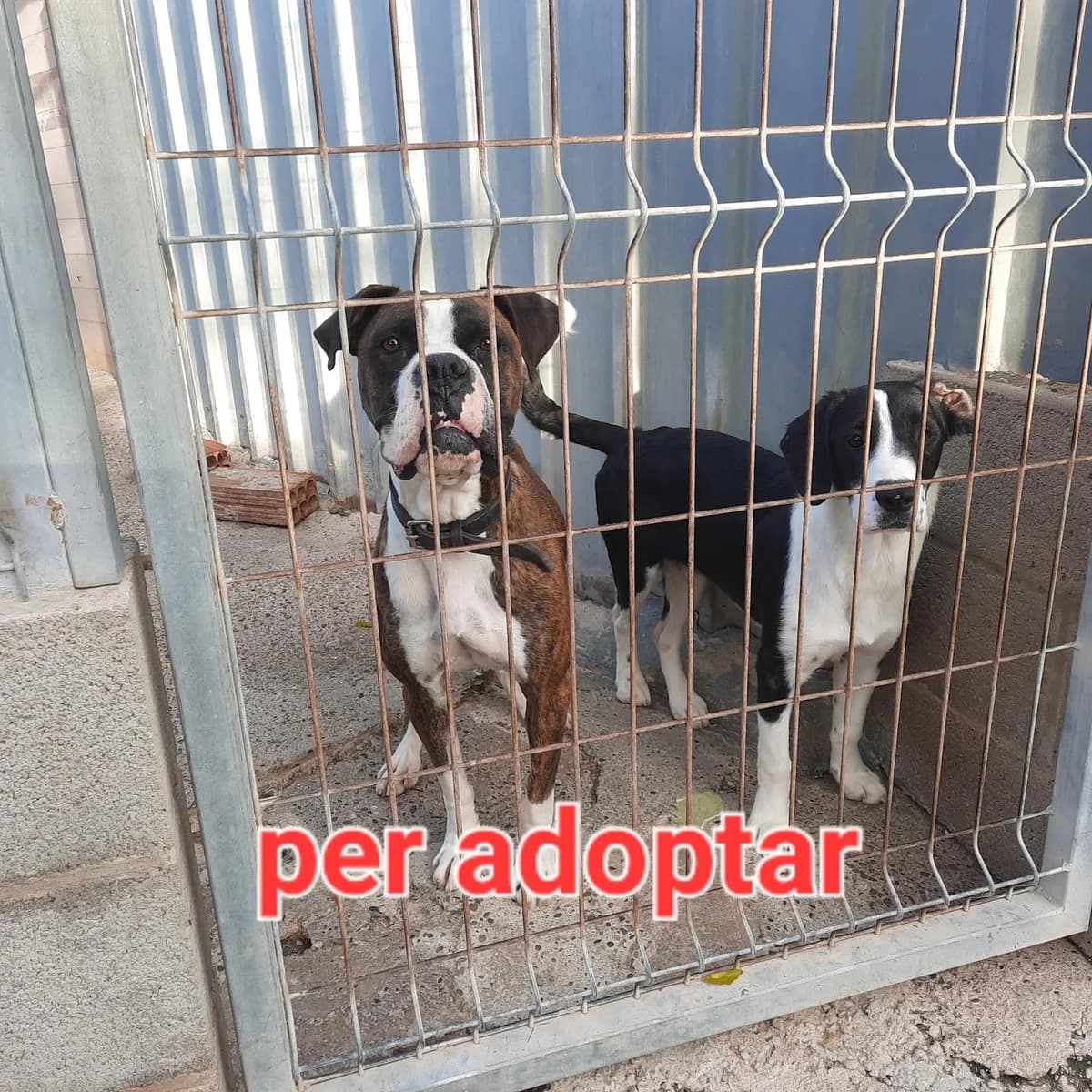 BETY Y RITA, female young mixed breed for adoption at Protectora Lydia Argilés