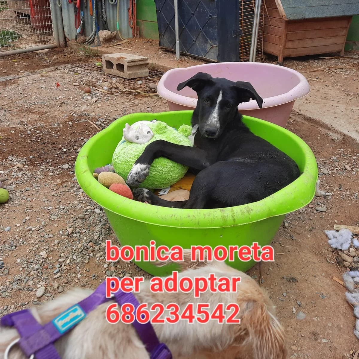 DUKE, ROKY, MORETA Y COCO, BUSCANDO HOGARES RESPONSABLES, male senior Mixed Breed for adoption at Protectora Lydia Argilés