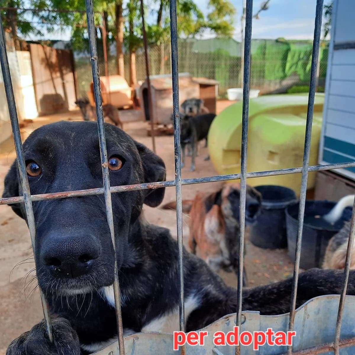 NUVOL, female puppy Mixed Breed for adoption at Protectora Lydia Argilés
