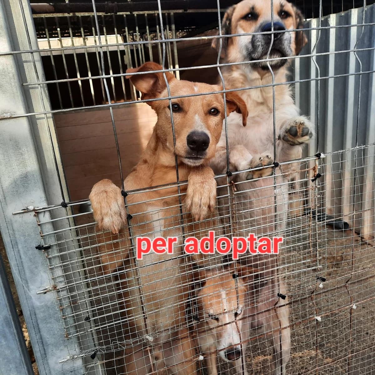 ROC Y RIKI, young Mixed Breed for adoption at Protectora Lydia Argilés