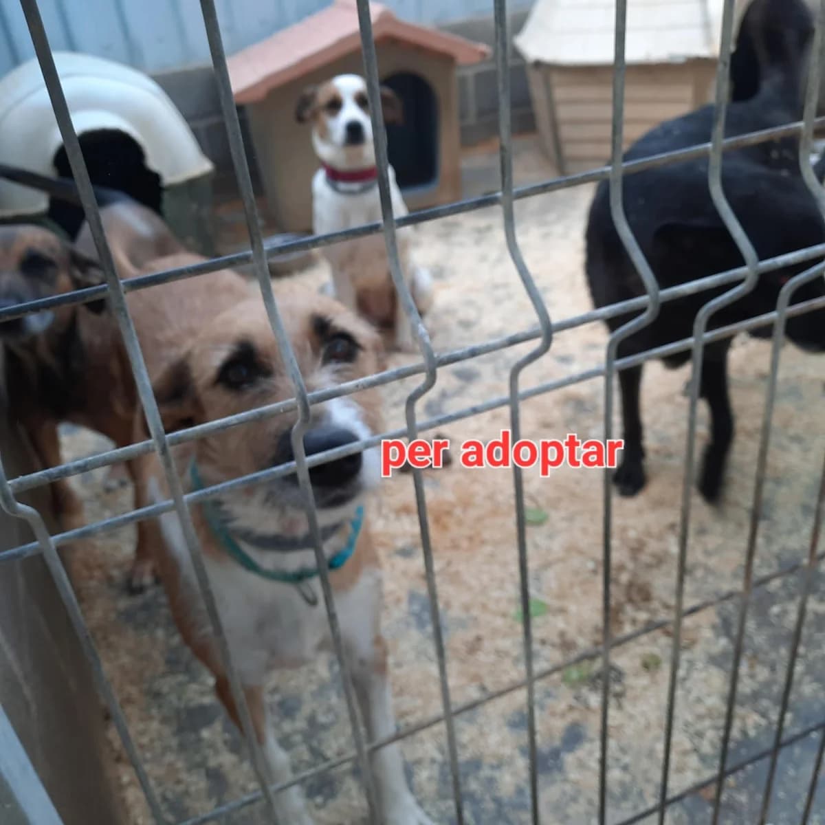 ROS Y KATY, female young Mixed Breed for adoption at Protectora Lydia Argilés