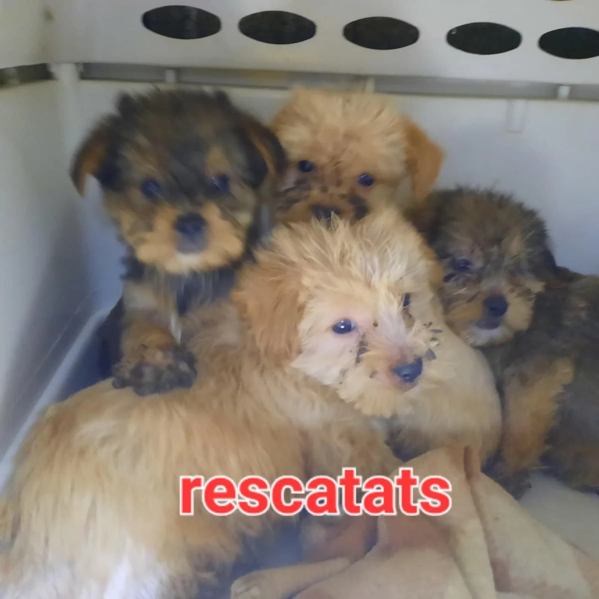 ABANDONADOS EN UN CONTENEDOR DE BASURA EN VINAIXA, Mixed Breed for adoption at Protectora Lydia Argilés