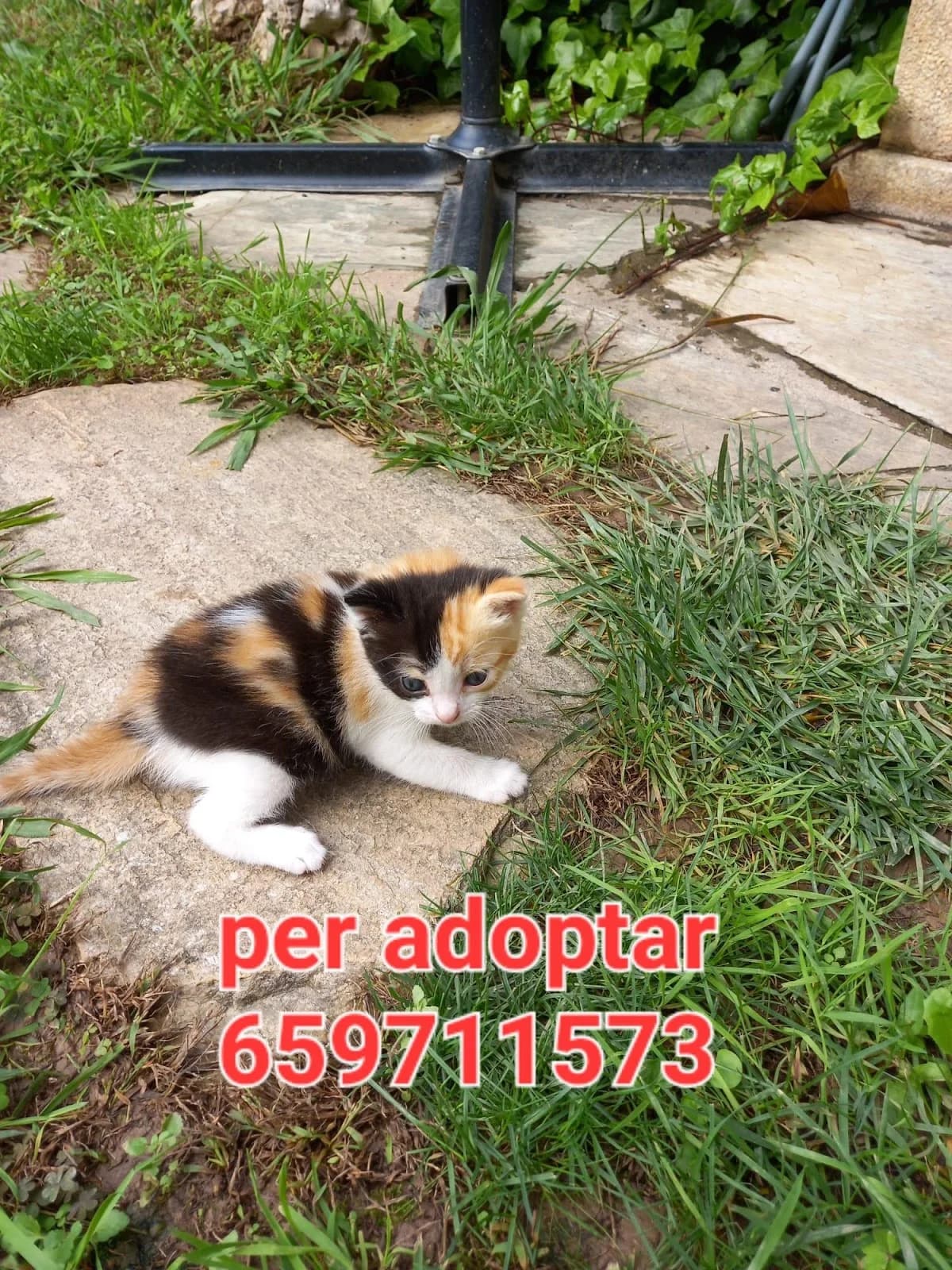 NECESITA DE UN HOGAR, female puppy Mixed Breed for adoption at Protectora Lydia Argilés