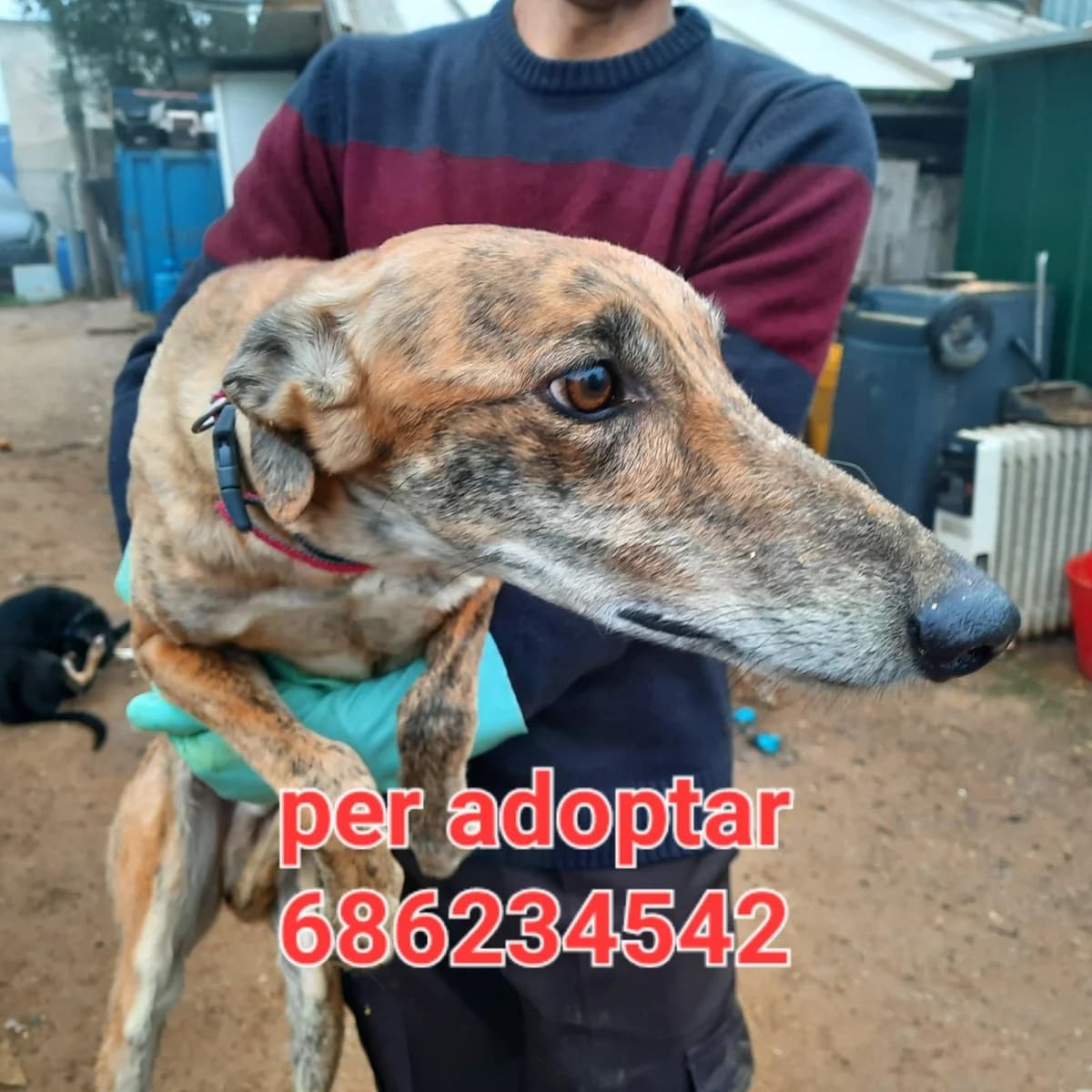 GALGO DE 2 AÑITOS, young Galgo Español for adoption at Protectora Lydia Argilés