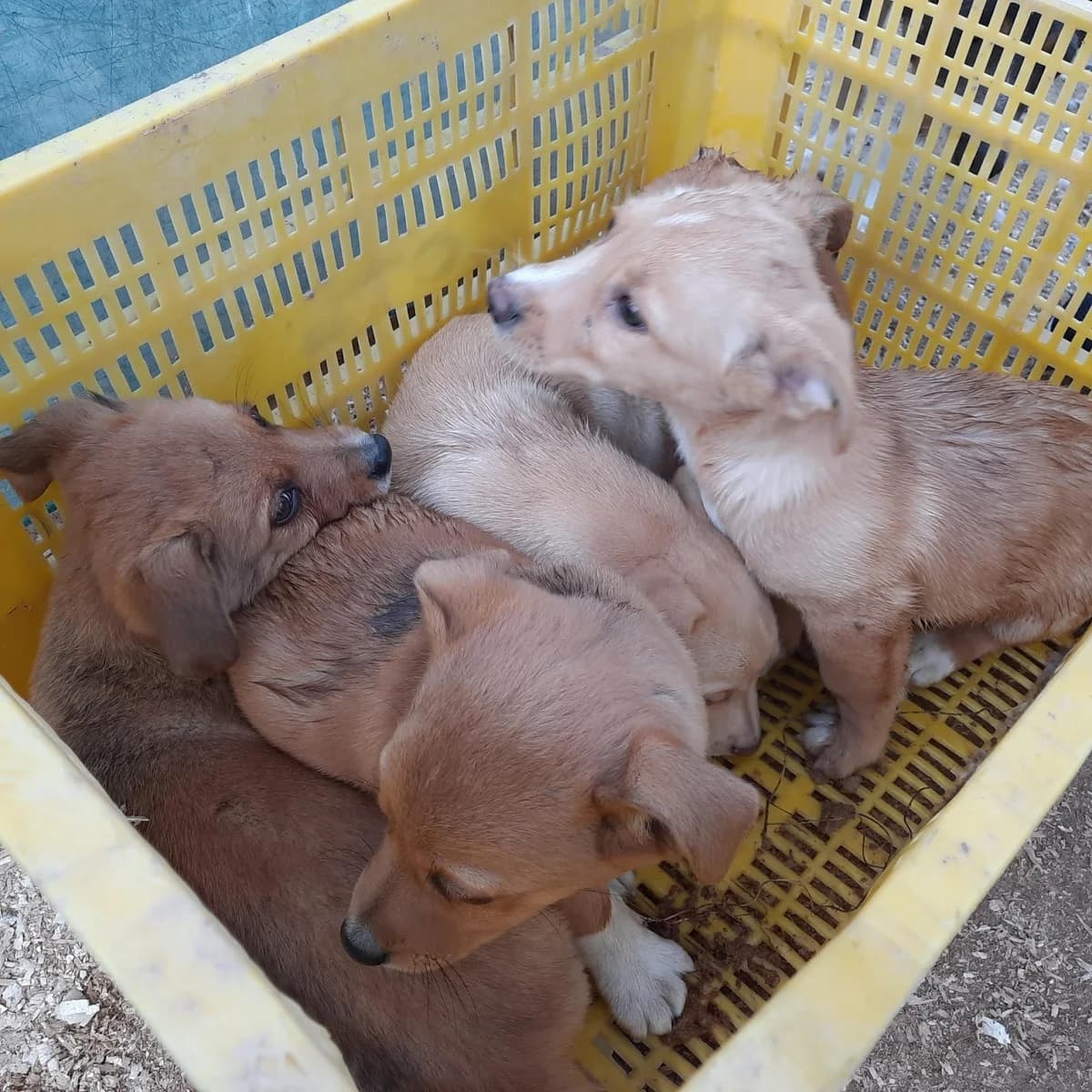 PARA ADOPTAR, Mixed Breed for adoption at Protectora Lydia Argilés
