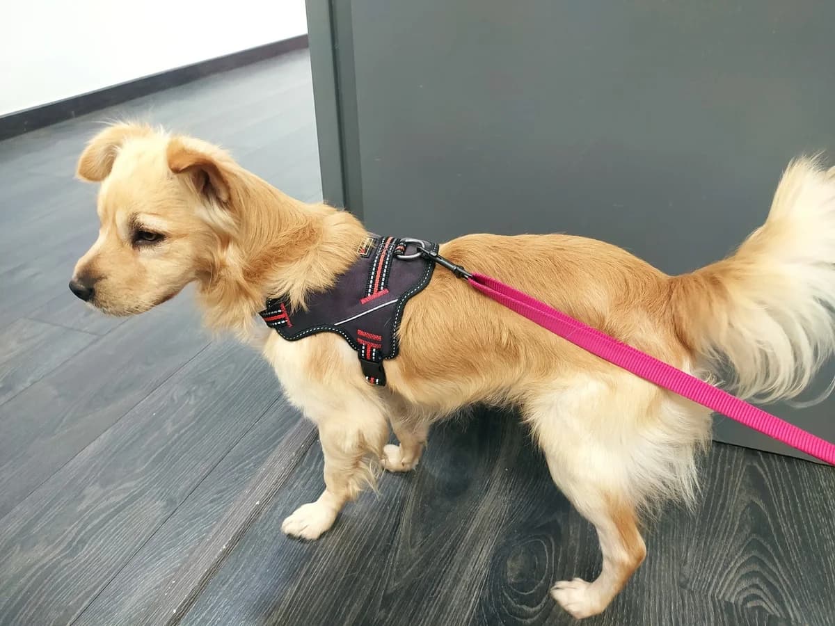 QUE MALA SUERTE TIENE ROSSI, 3yo mixed breed for adoption at Protectora Lydia Argilés