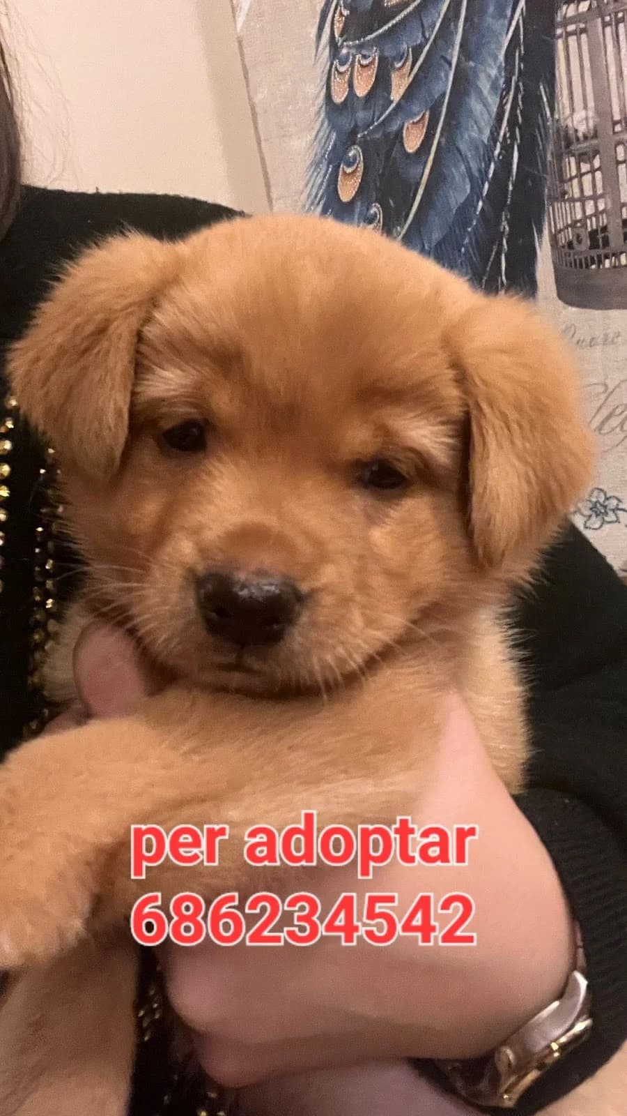 RESCATADO DE LA BASURA, male Mixed Breed for adoption at Protectora Lydia Argilés