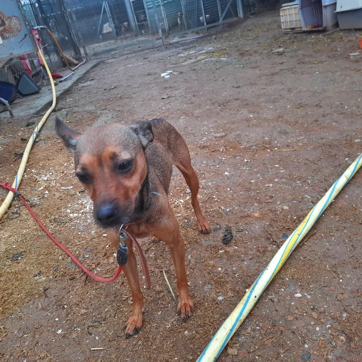 SUPER CHIQUITINA, PARA ADOPTAR, female Mixed Breed for adoption at Protectora Lydia Argilés