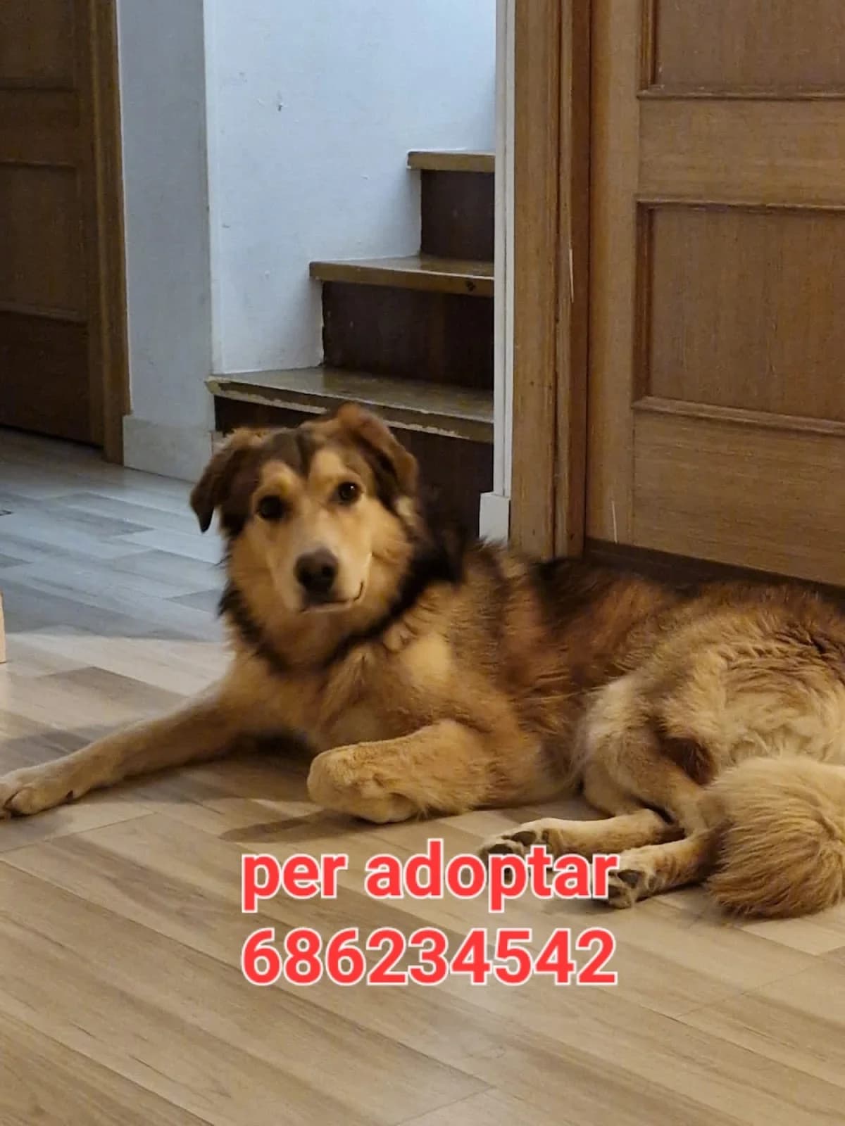 URGE UN NUEVO HOGAR, female Mixed Breed for adoption at Protectora Lydia Argilés