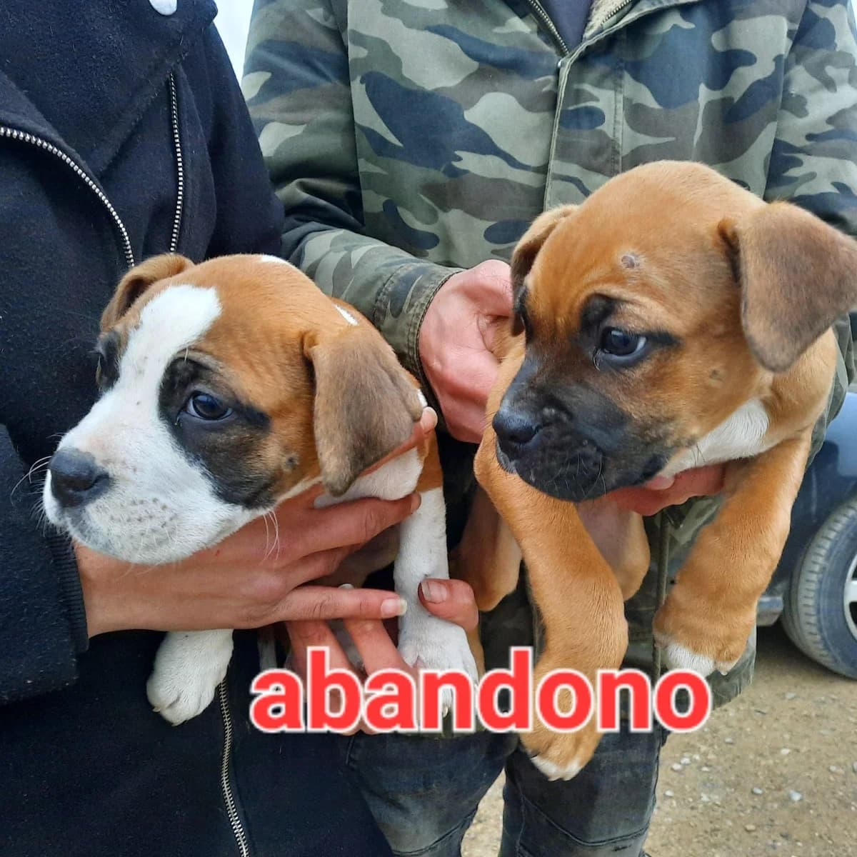 ABANDONADOS, LLEIDA, female mixed breed for adoption at Protectora Lydia Argilés