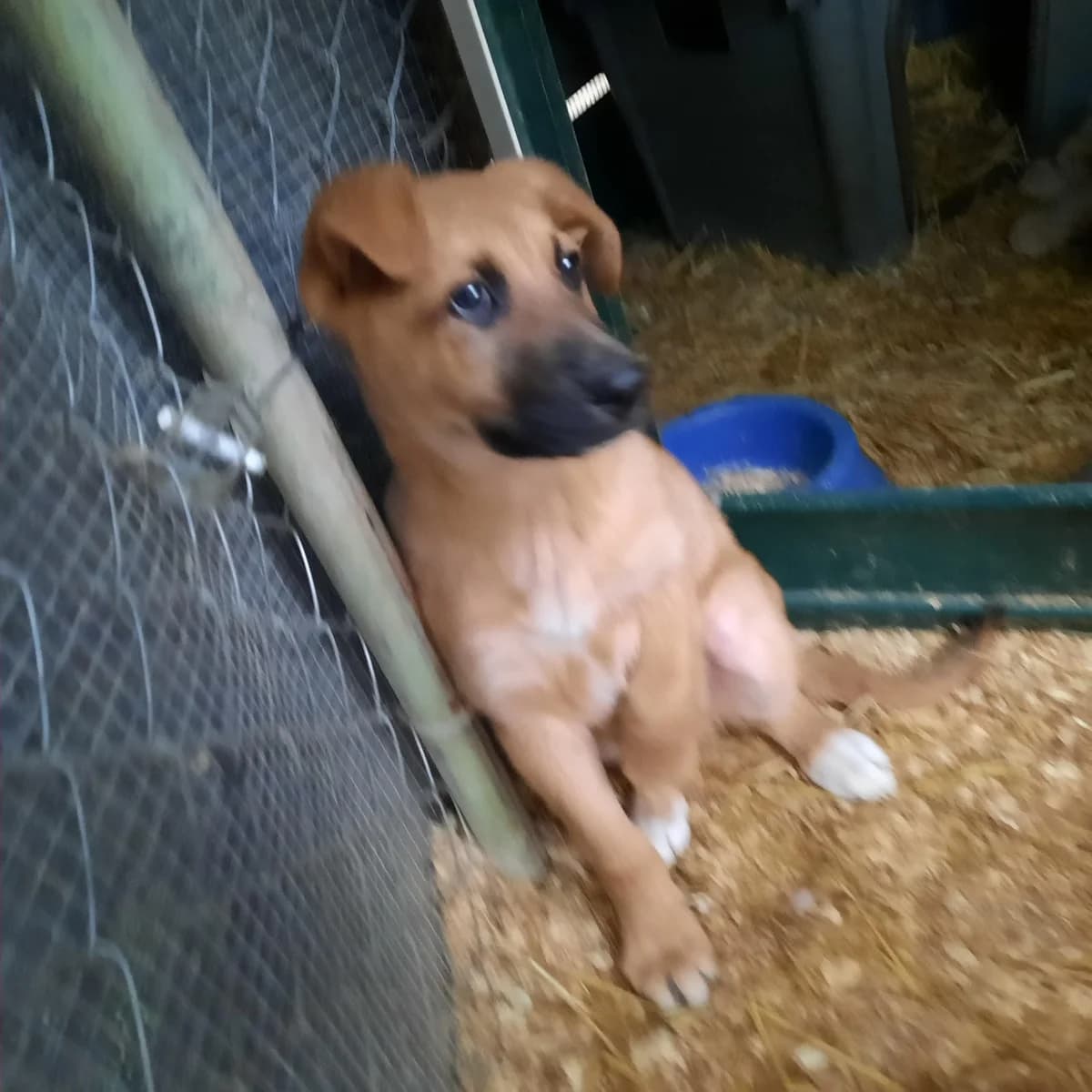 BEBE P.ALEMAN PARA ADOPTAR, German Shepherd for adoption at Protectora Lydia Argilés