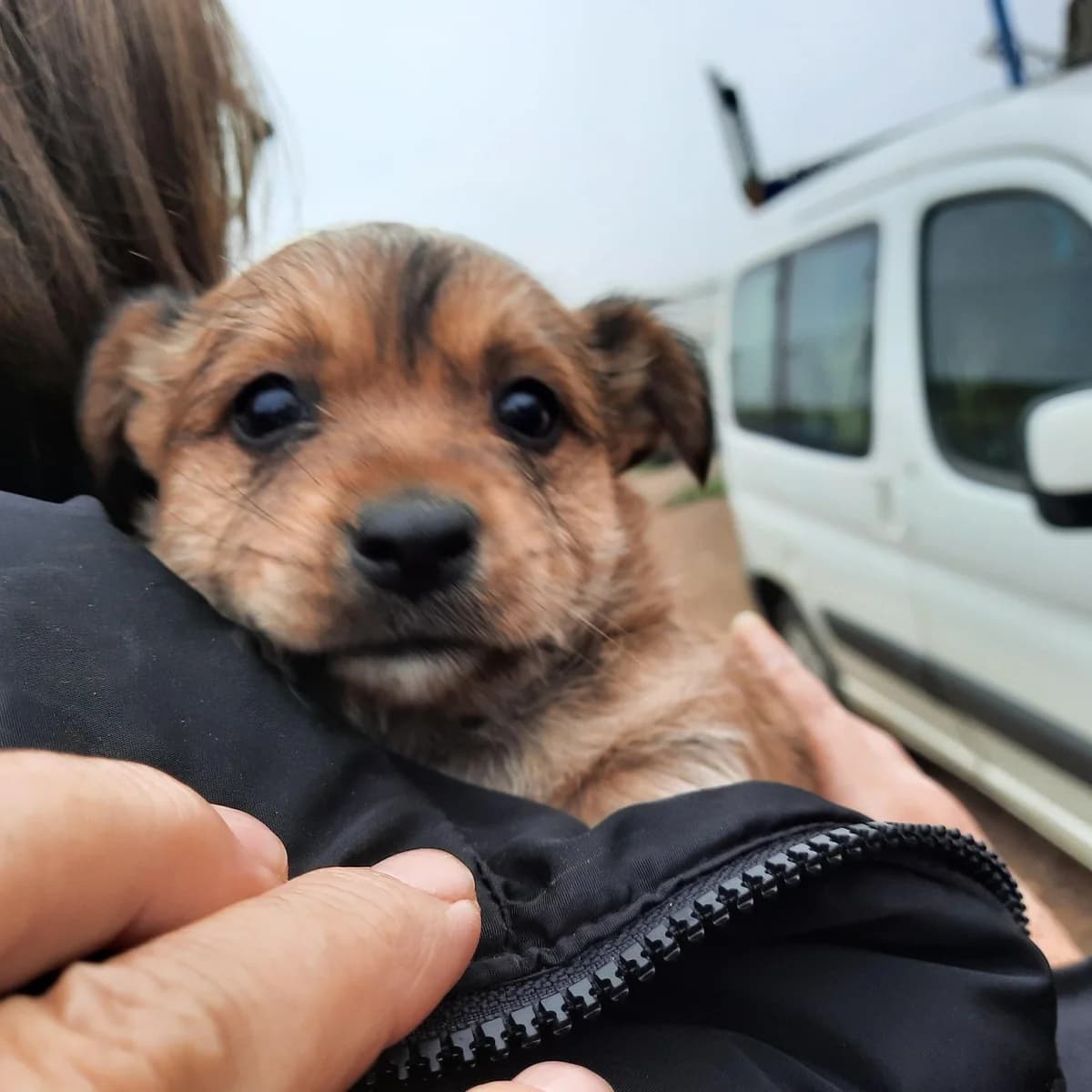 BUSCAMOS HOGARES PARA ESTOS DOS CHIQUITINES, female Mixed Breed for adoption at Protectora Lydia Argilés