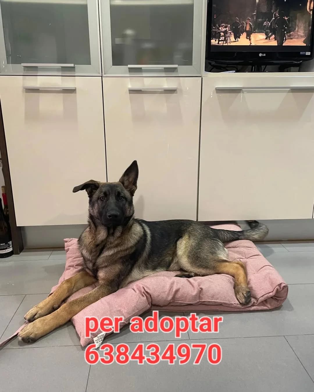 PARA ADOPTAR, puppy Mixed Breed for adoption at Protectora Lydia Argilés