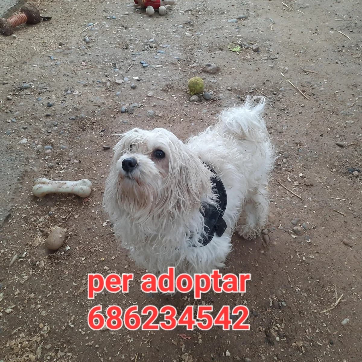 POBRE ODIN, ESTA NAVIDAD LO PASARA EN LA PROTE.....PARA ADOPTAR, young Mixed Breed for adoption at Protectora Lydia Argilés
