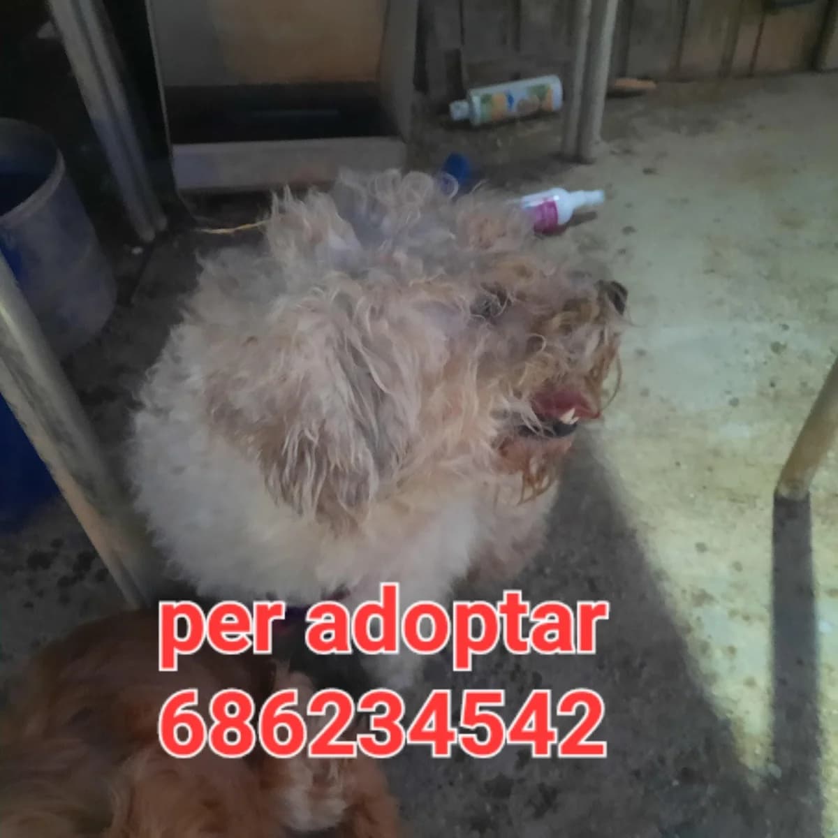 SE HA QUEDADO HUERFANO, young Poodle for adoption at Protectora Lydia Argilés