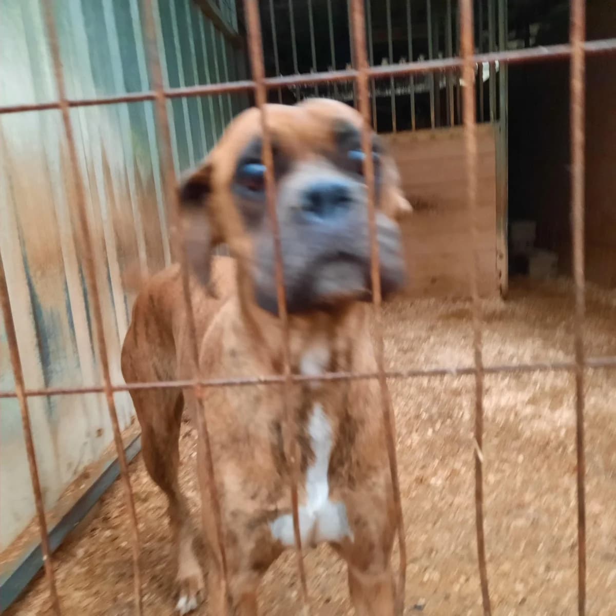 SHISHI SE HA QUEDADO SIN SU PAPI HUMANO, 4yo mixed breed for adoption at Protectora Lydia Argilés
