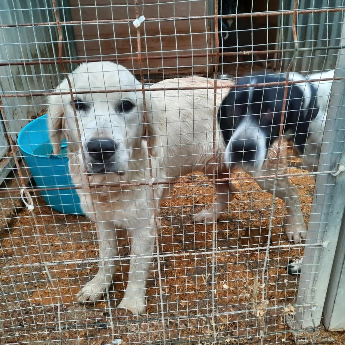 SUPER MIMOSA....URGE UN HOGAR PARA ELLA, female Golden Retriever for adoption at Protectora Lydia Argilés