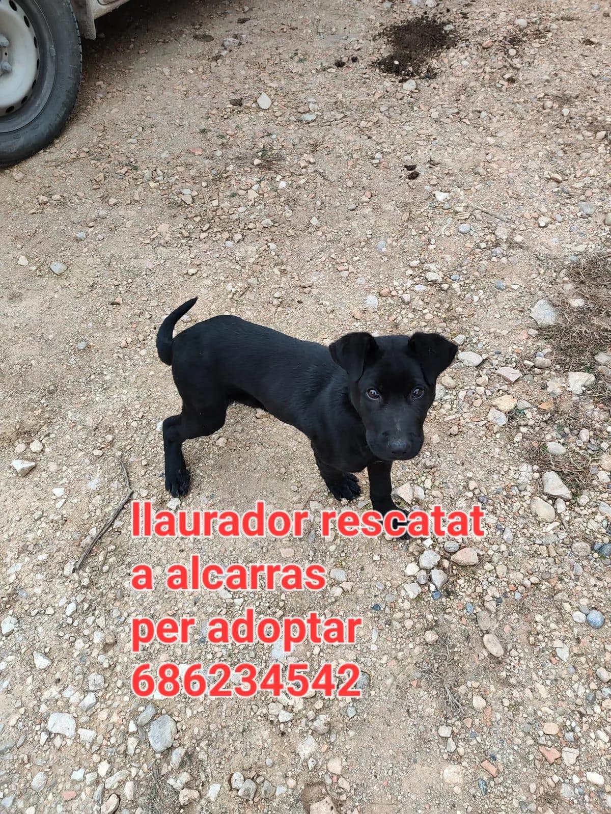 BEBE RESCATADO, puppy Labrador Retriever for adoption at Protectora Lydia Argilés