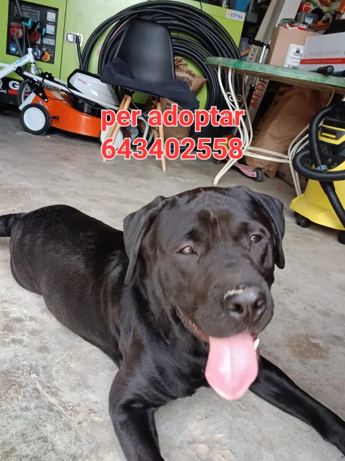 NECESITA DE UN NUEVO HOGAR, male Mixed Breed for adoption at Protectora Lydia Argilés