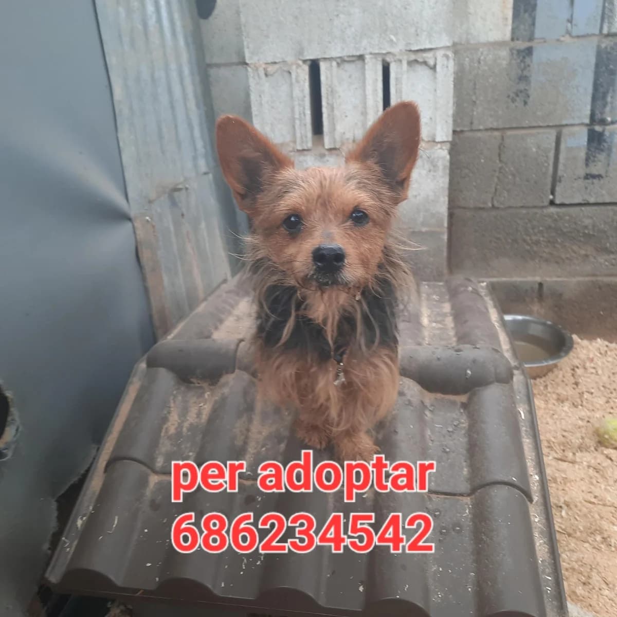 PARA ADOPTAR, 6yo Mixed Breed for adoption at Protectora Lydia Argilés