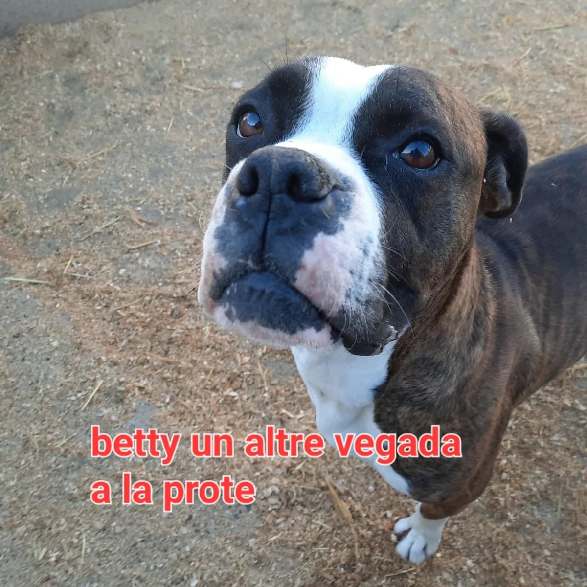 POBRE BETTY, female puppy Mixed Breed for adoption at Protectora Lydia Argilés