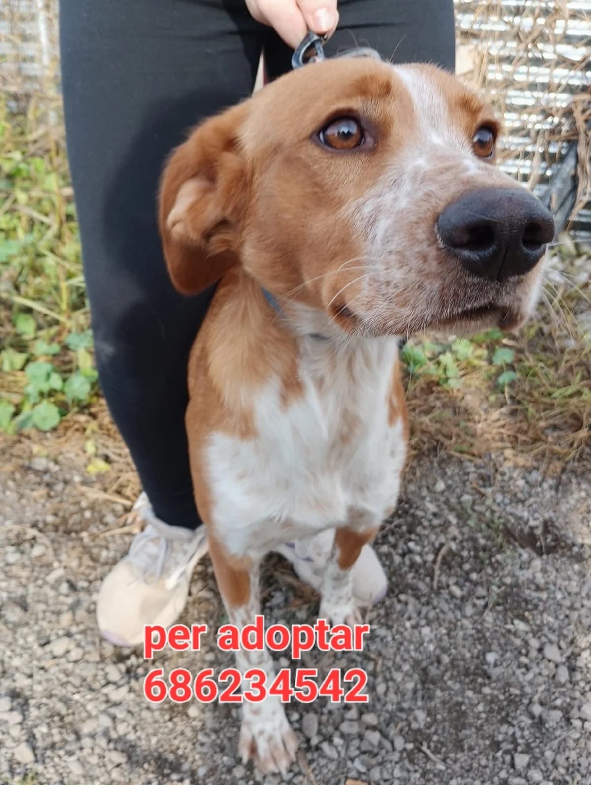 PORFA, UN HOGAR PARA ESTA BELLEZA, Mixed Breed for adoption at Protectora Lydia Argilés