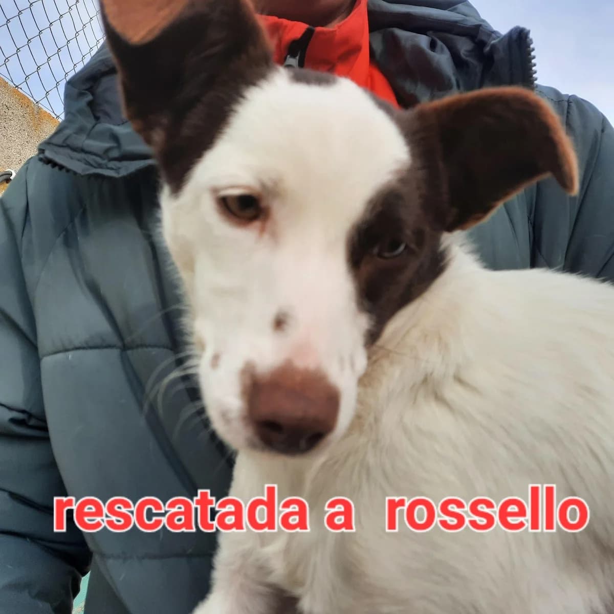 RESCATADA A ROSSELLO, female Mixed Breed for adoption at Protectora Lydia Argilés