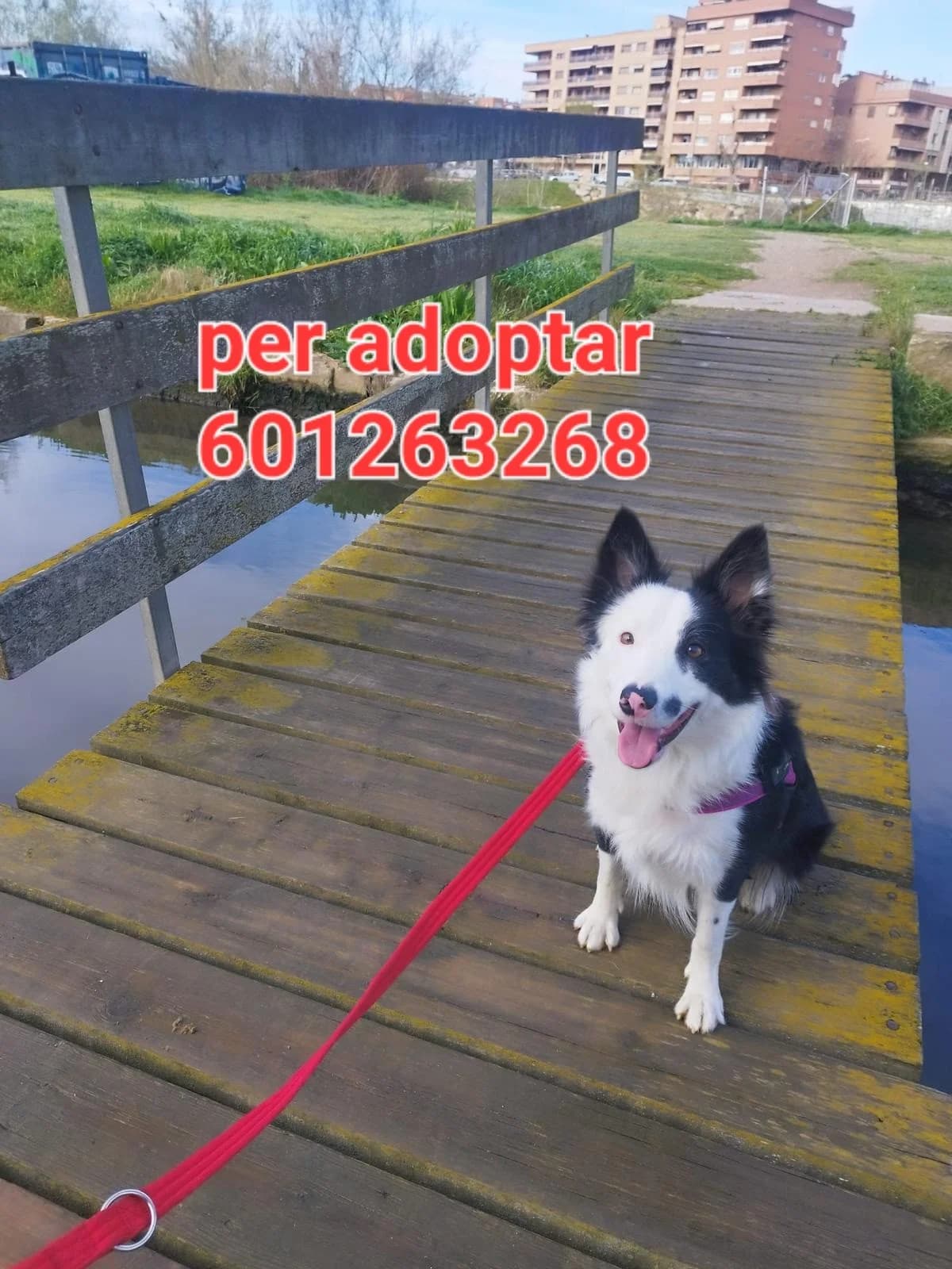 URGE UN NUEVO HOGAR, female young Mixed Breed for adoption at Protectora Lydia Argilés
