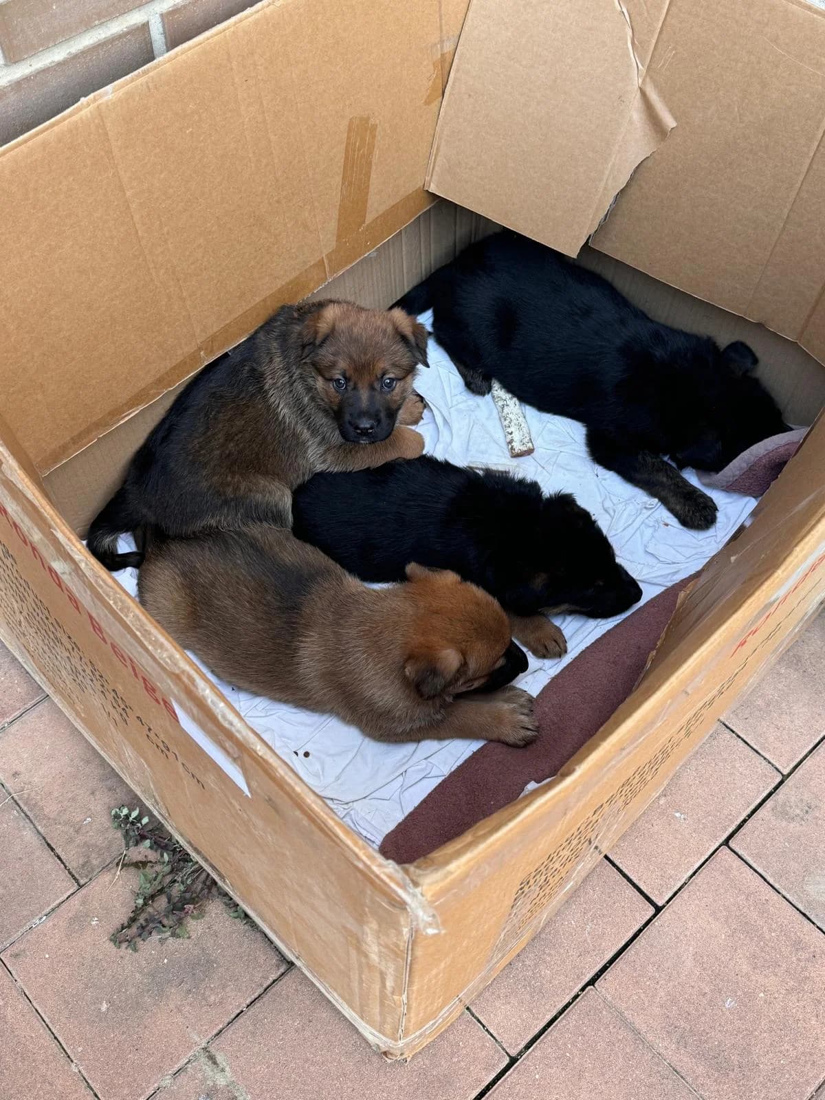ABANDONADOS 4 CACHORROS EN LLEIDA, German Shepherd for adoption at Protectora Lydia Argilés
