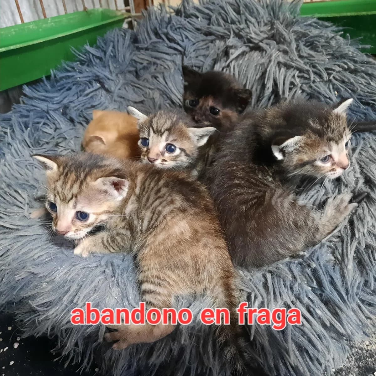 ABANDONADOS EN FRAGA, female Mixed Breed for adoption at Protectora Lydia Argilés