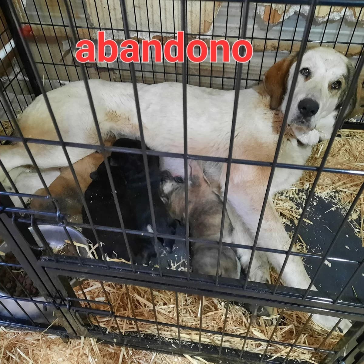 ABANDONO MAMI Y 4 CACHORRITOS, female Mixed Breed for adoption at Protectora Lydia Argilés