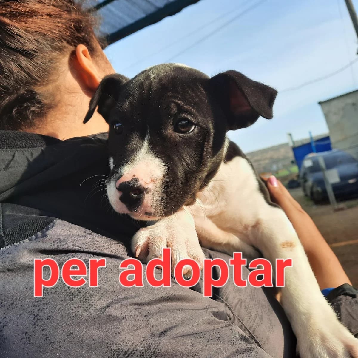 BALDUFA, NECESITA DE UNA FAMILIA, CHIQUITIN DE DOS MESES Y MEDIO, puppy Mixed Breed for adoption at Protectora Lydia Argilés
