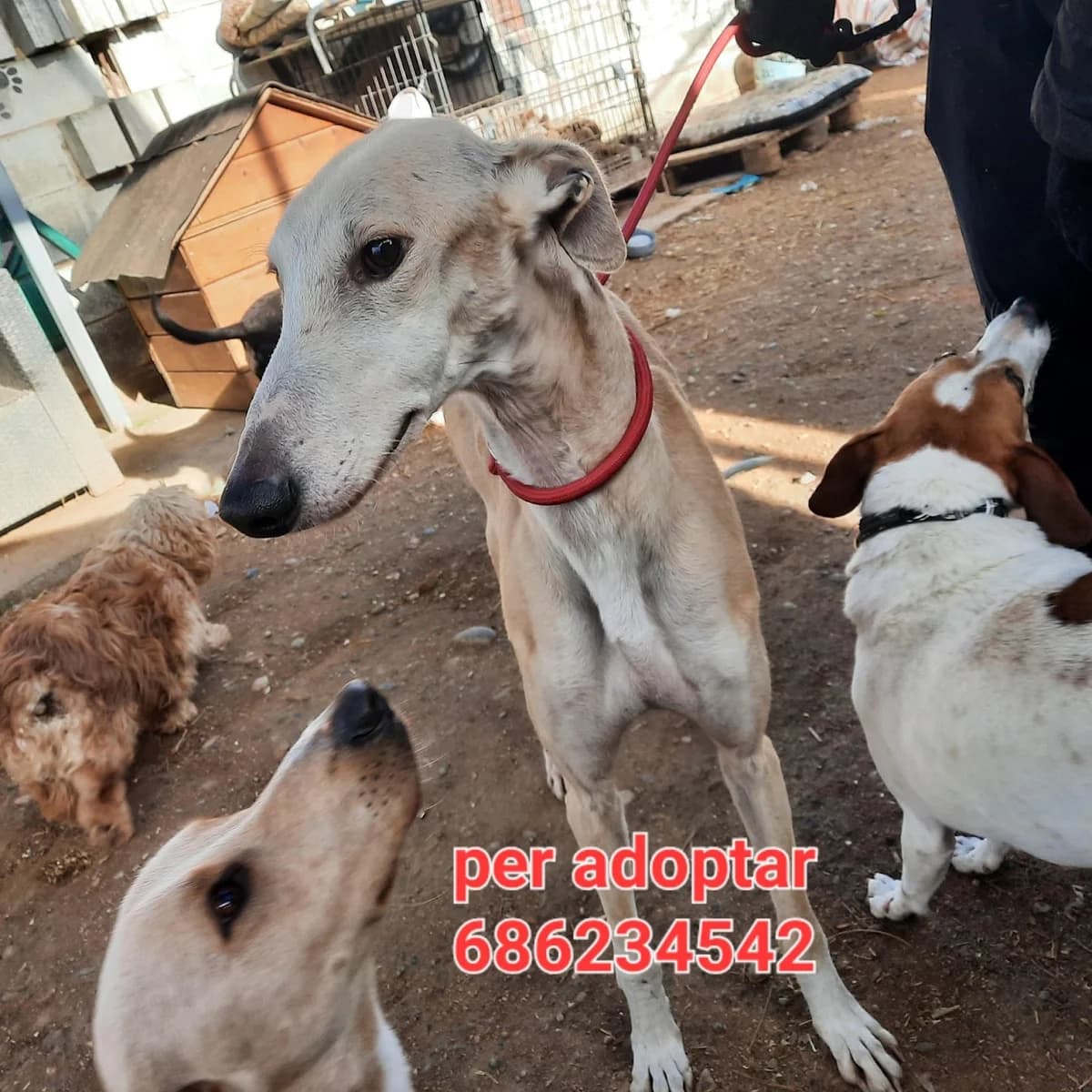 JOVEN GALGO PARA ADOPTAR, young Galgo Español for adoption at Protectora Lydia Argilés